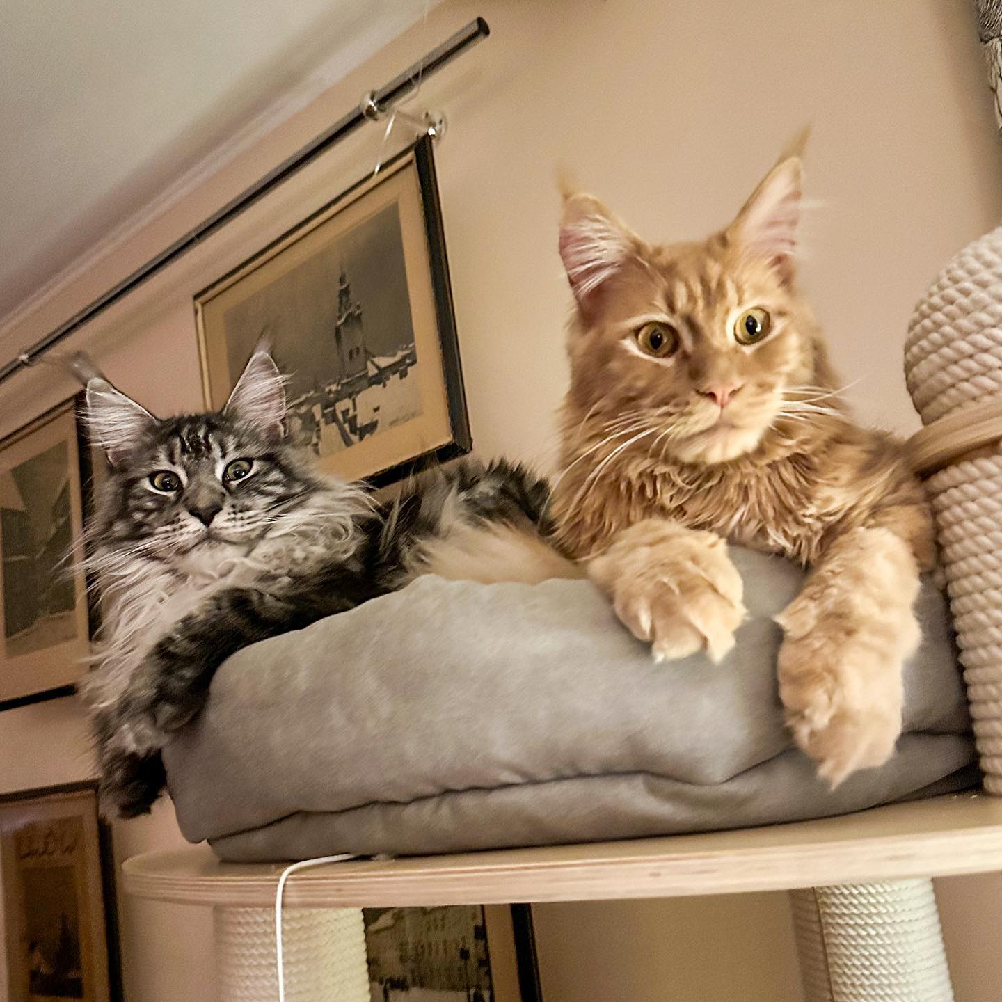 "Хаймарс - наш захисник": популярна ведуча розчулила історіями про своїх домашніх улюбленців