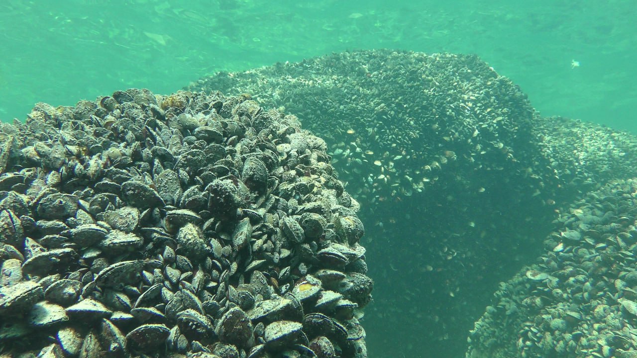 Креветки, мідії, рапани: хто не переживе війну у Чорному морі, – інтерв’ю з біологом НАН