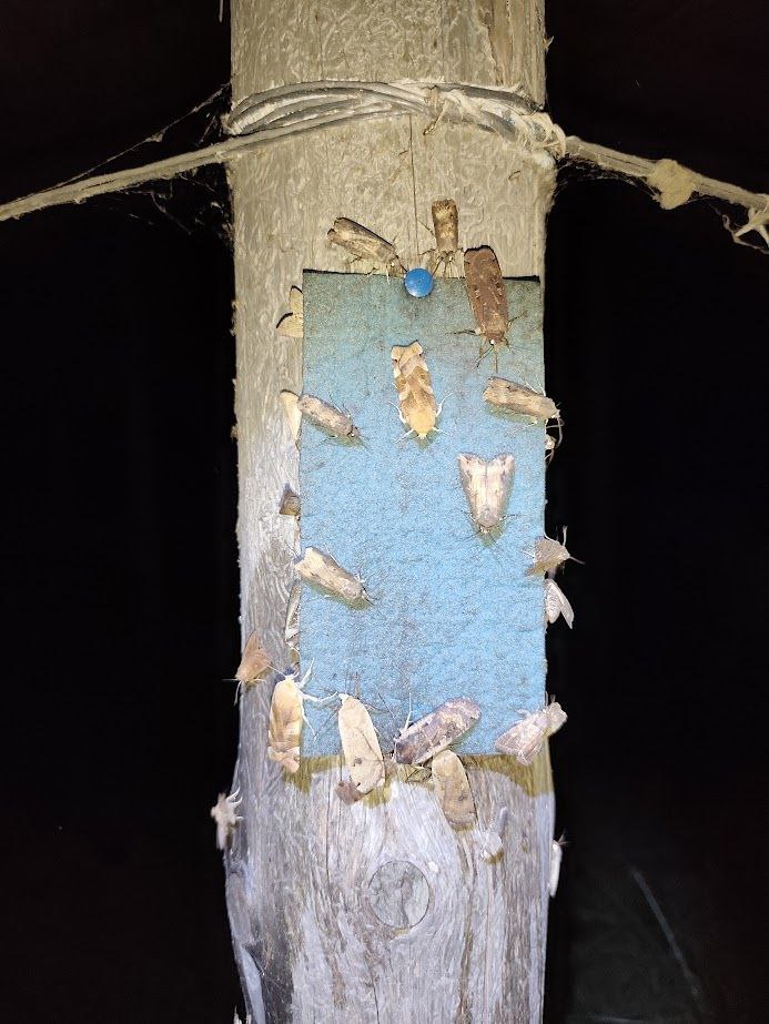 Чому в Україні зникають бджоли і де зимують мухи: інтерв'ю з ентомологом