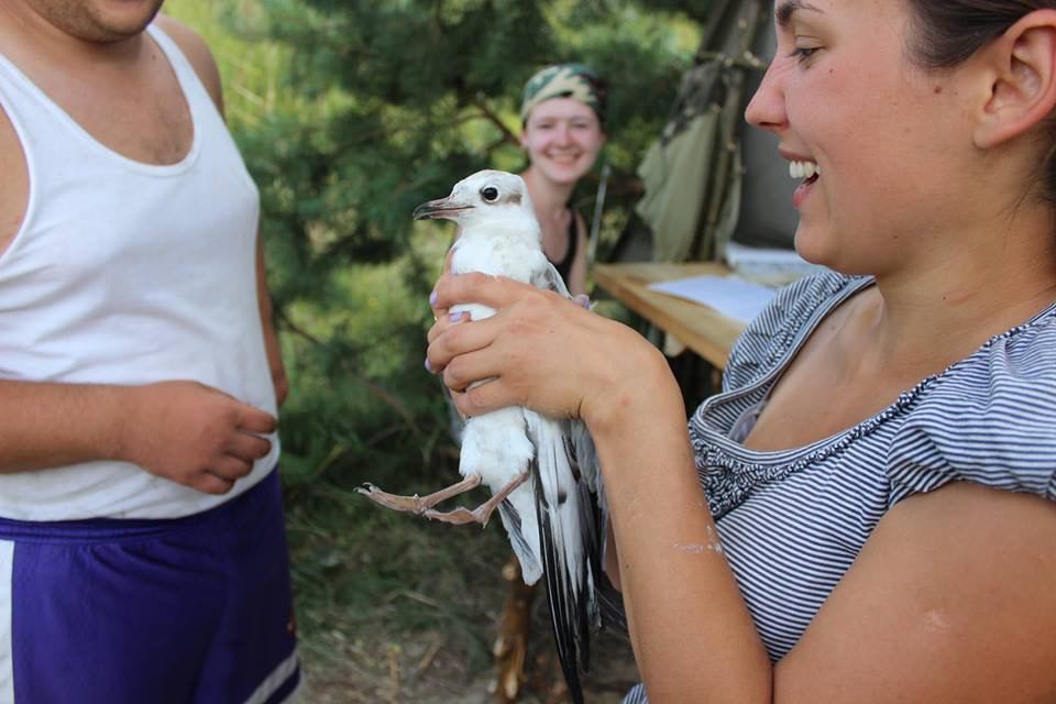 Куда исчезают воробьи и какие птицы могут "говорить": интервью с орнитологом