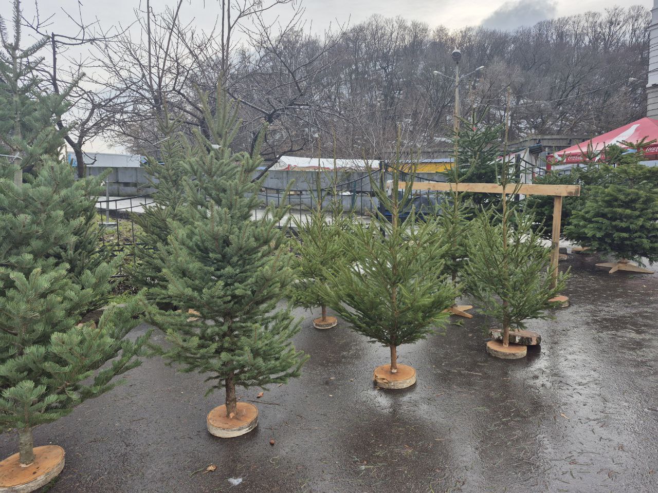 До 7 тисяч за ялинку. Скільки насправді коштують новорічні дерева в Києві