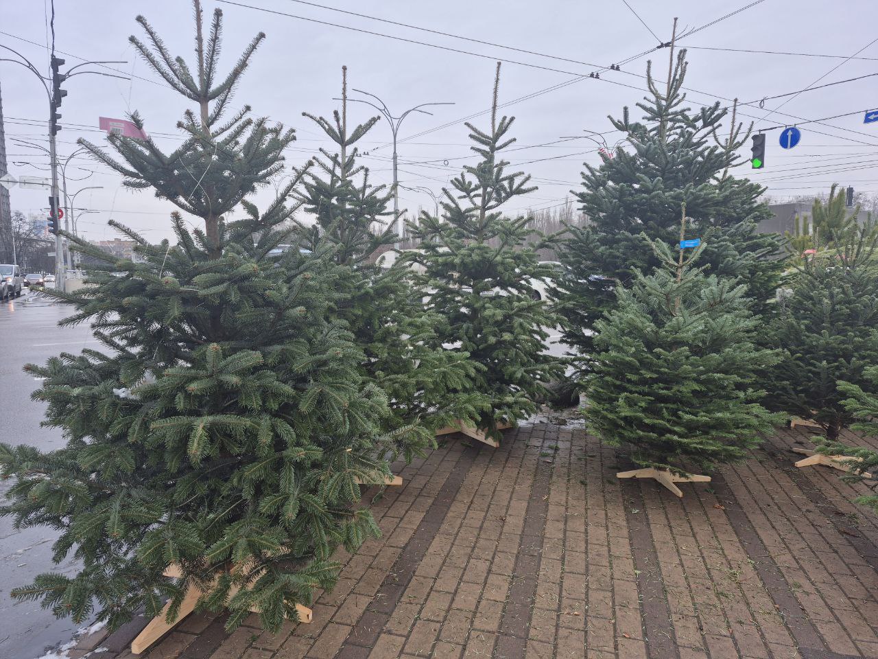 До 7 тисяч за ялинку. Скільки насправді коштують новорічні дерева в Києві