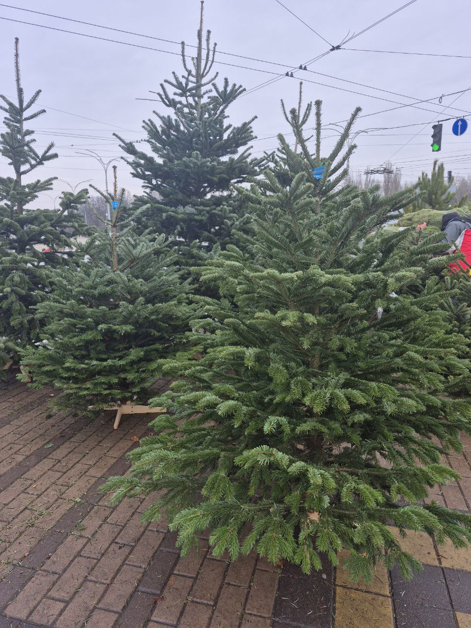 До 7 тисяч за ялинку. Скільки насправді коштують новорічні дерева в Києві