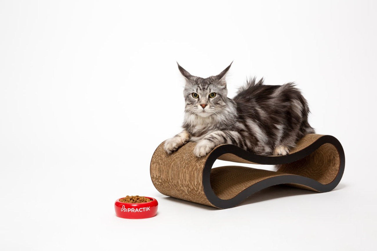 Які ознаки має якісний корм для собак і котів: чек-лист здорового харчування тварин