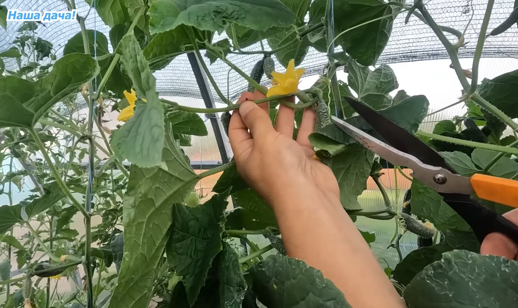 Огірки будуть плодоносити знову і знову! Як відновити врожайність овоча