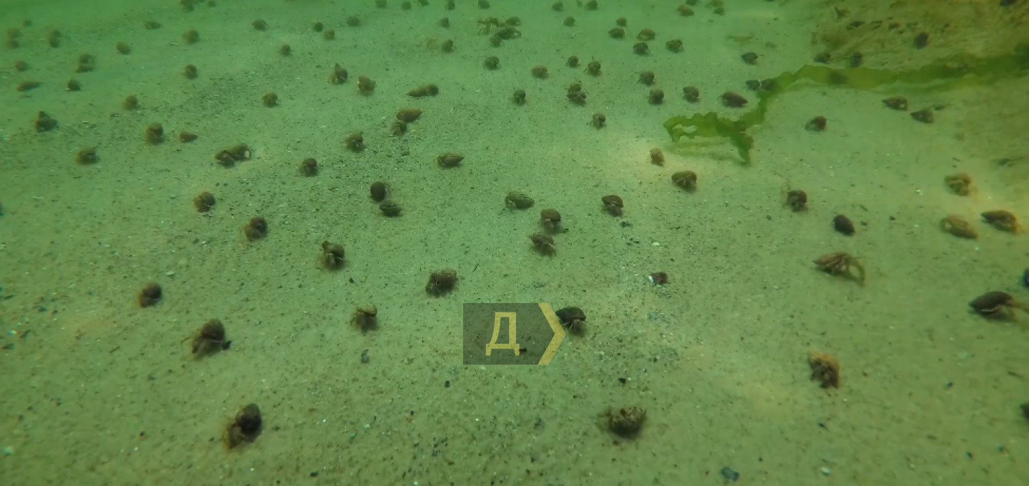 Після підриву Каховської ГЕС у Чорне море вперше за 20 років повернулися мармурові краби та морські коники