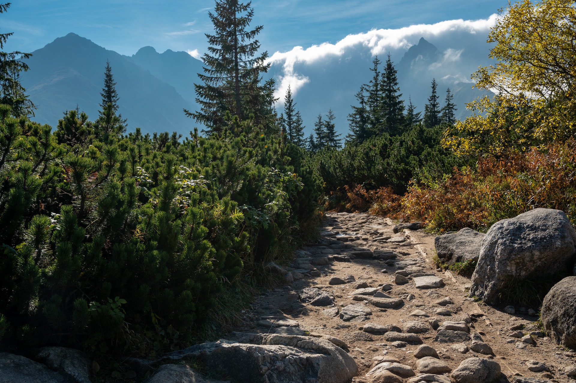 Штрафы до 500 злотых. Что нужно знать о сборе грибов в Польше