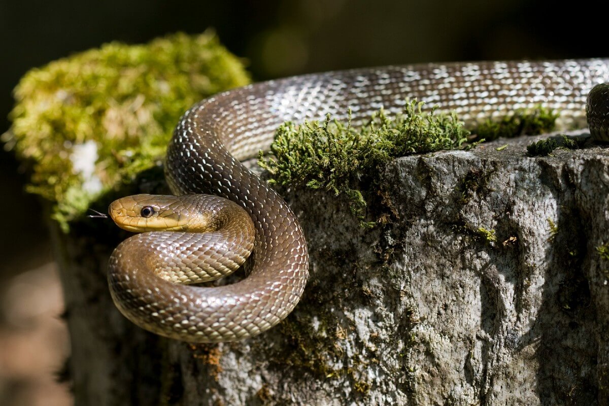 В Украине активизировались змеи: как не стать жертвой укусов