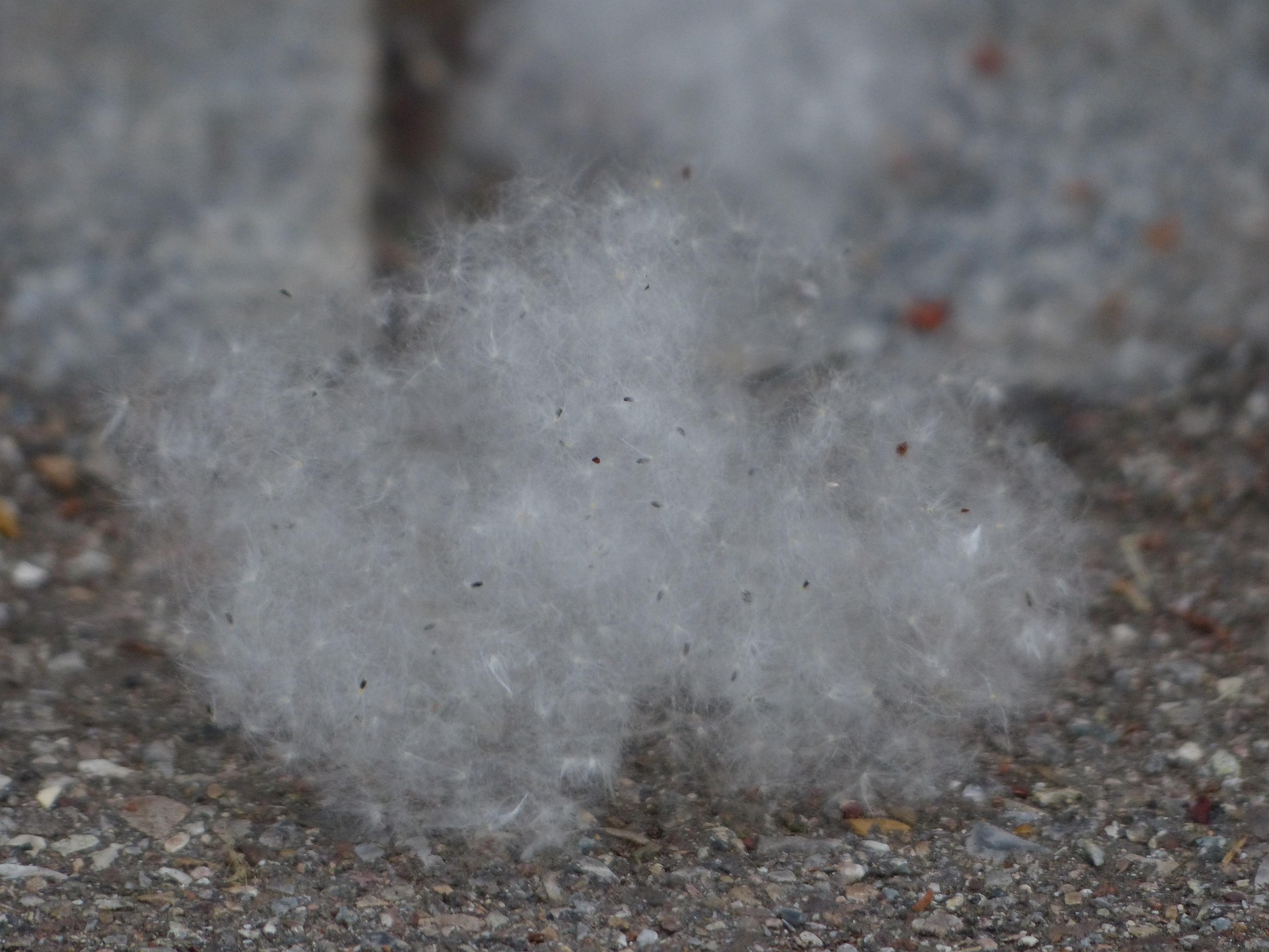 Пух у квартирі навіть із зачиненими вікнами? Ось чому так і що робити