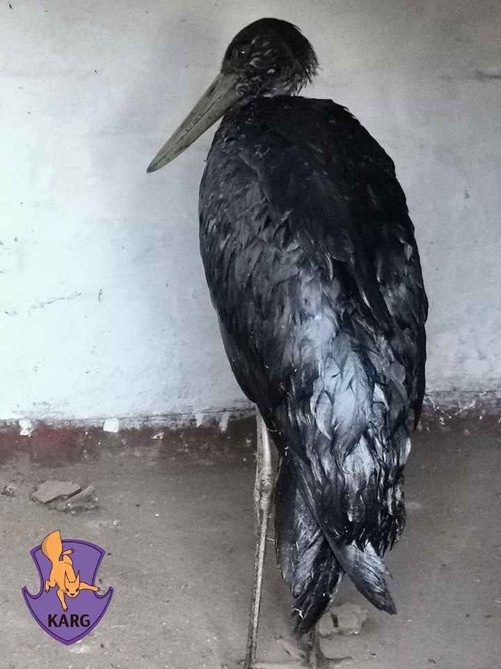 Червонокнижний лелека на Київщині потрапив у халепу і прийшов по допомогу до людей: що з ним сталося (фото)