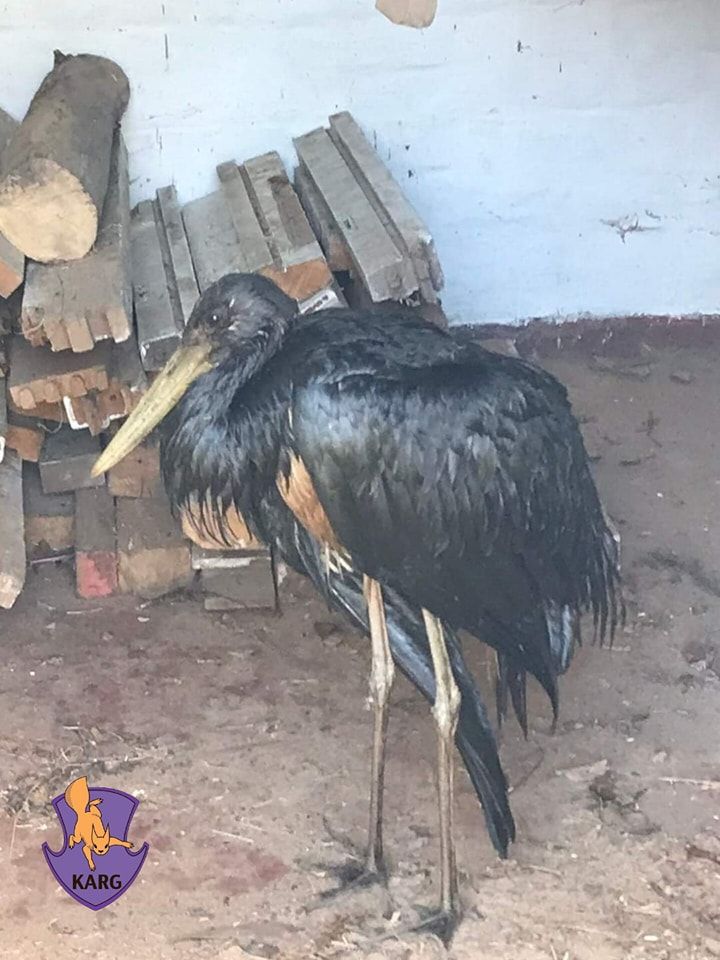 Червонокнижний лелека на Київщині потрапив у халепу і прийшов по допомогу до людей: що з ним сталося (фото)