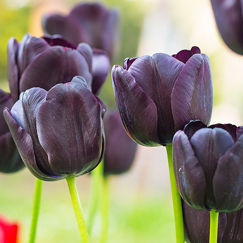 Прикрасять будь-який сад: 6 незвичайних квітів чорного кольору (фото)