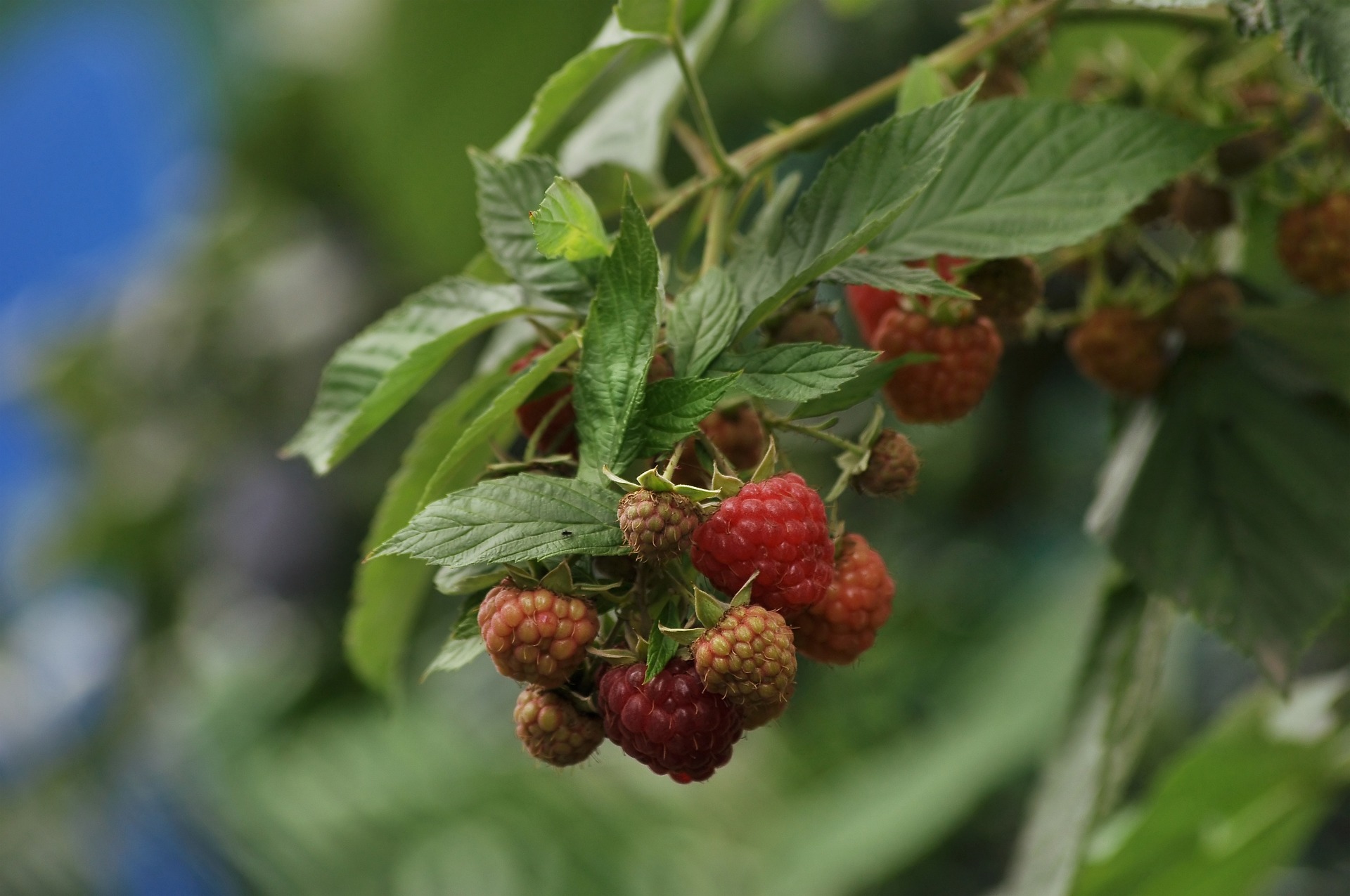 Чтобы хорошо прижилась: как правильно посадить малину осенью