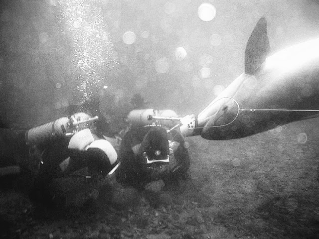 "Совкова" практика. Навіщо Росії бойові дельфіни і чи врятують вони флот у Севастополі