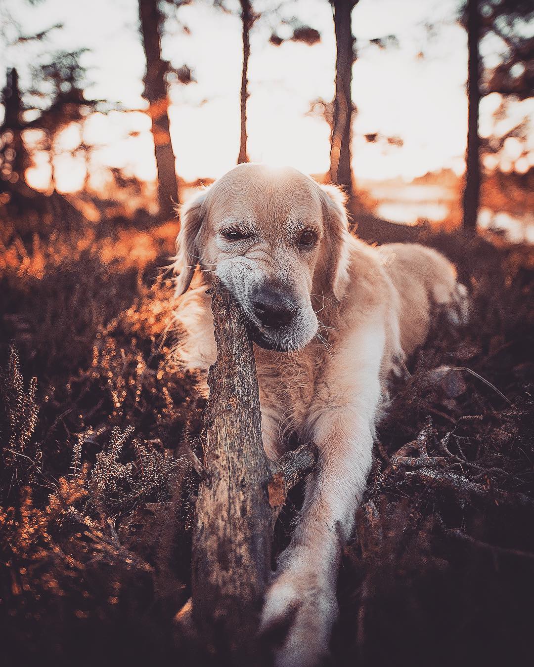 Показали, як виглядає найказковіше місце на Землі: фото, від яких перехоплює дух