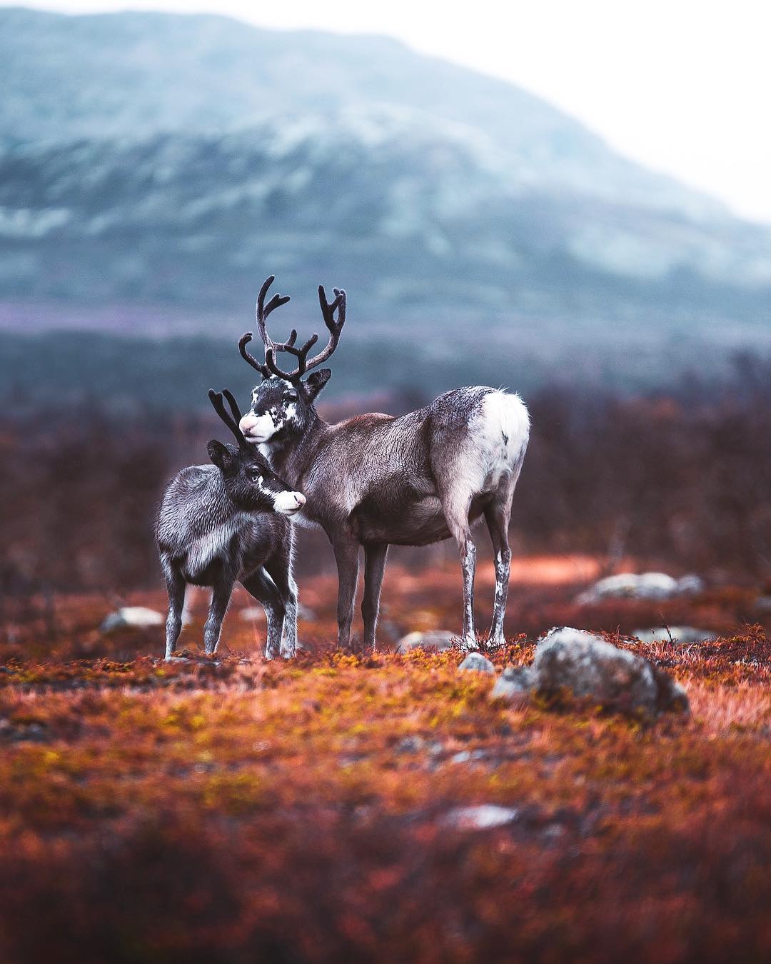 Показали, як виглядає найказковіше місце на Землі: фото, від яких перехоплює дух