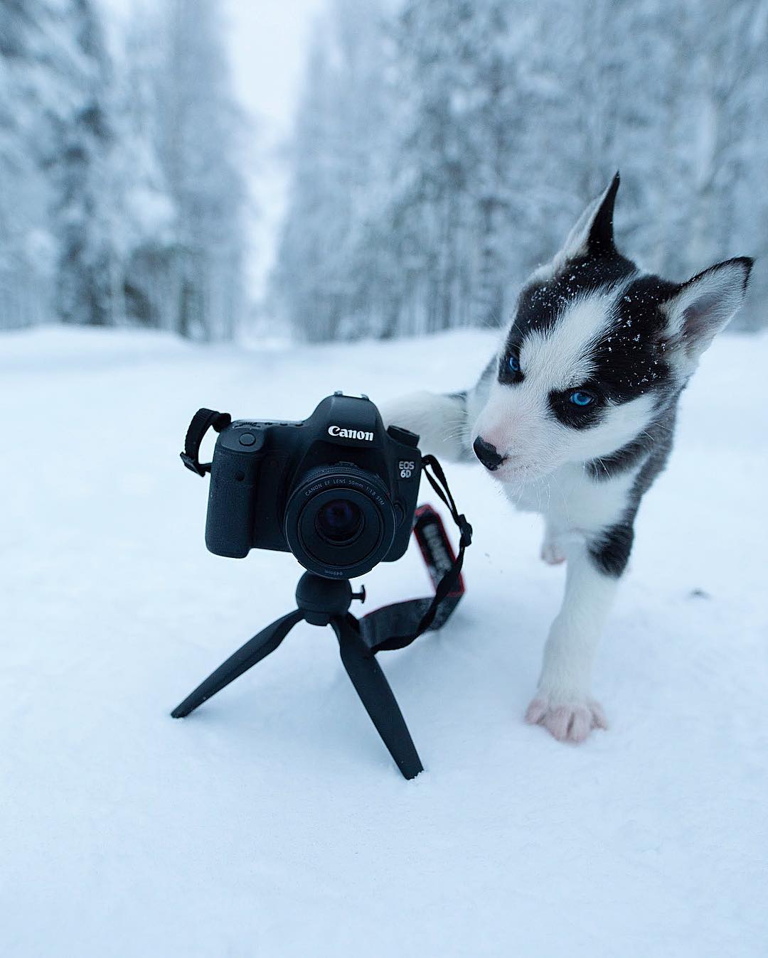 Показали, як виглядає найказковіше місце на Землі: фото, від яких перехоплює дух
