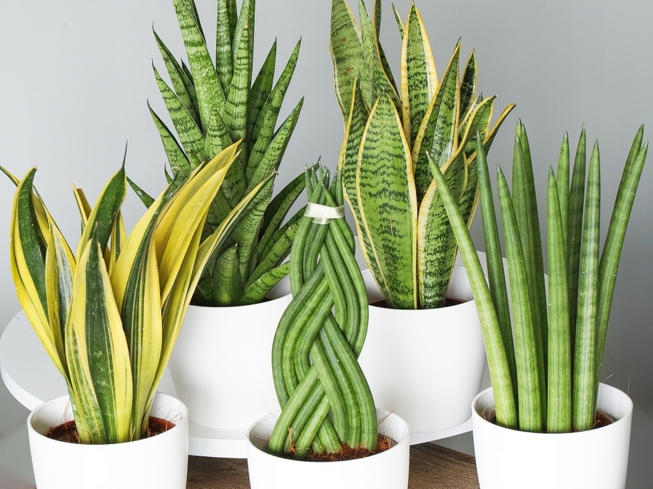 Ці рослини допоможуть ефективно позбавитися від пилу вдома (фото)