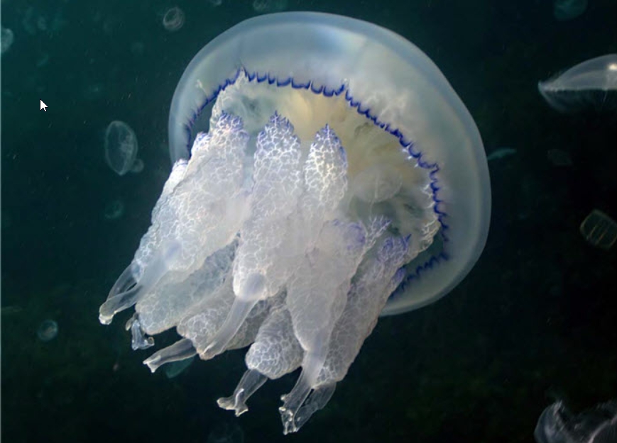 Без спецкостюма в воду не входить! В Минздраве сделали предупреждение о медузах