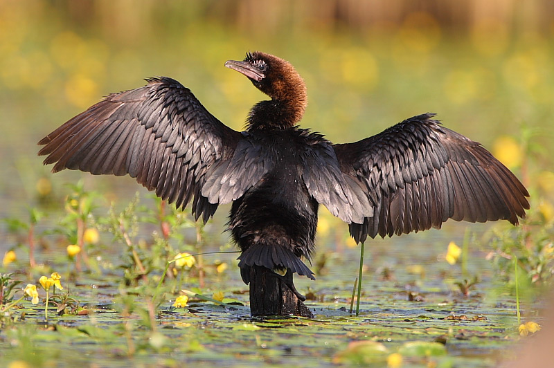 Редкие птицы прилетели зимовать в Украину: посмотрите на этих красавцев (фото)