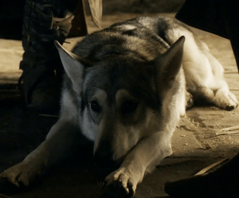 Ось які породи собак стали популярними завдяки кіно та мультикам