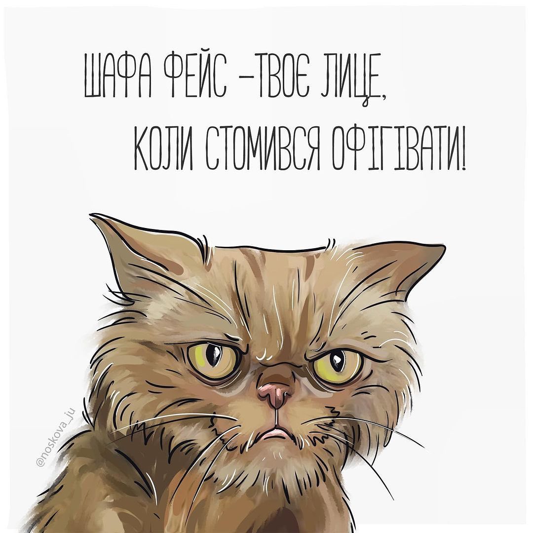 Одна настоящая хозяйка и 12 мошенников: как закончился скандал вокруг спасенной из Бородянки кошки Шафы