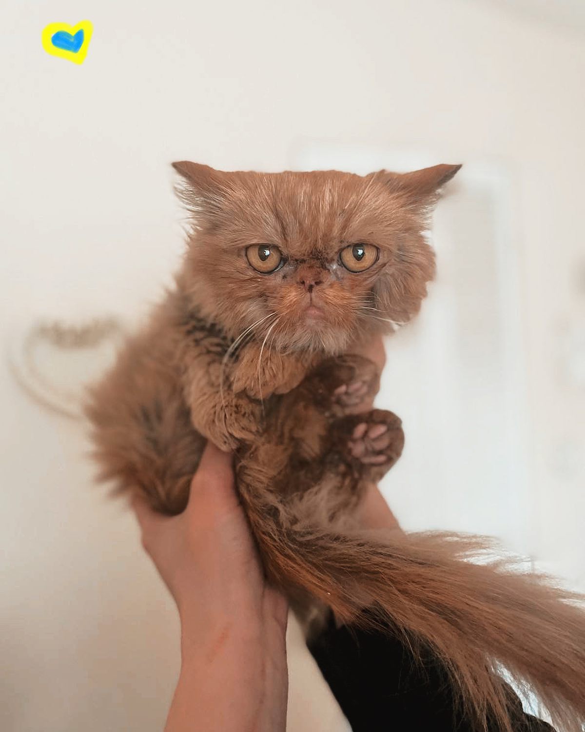 Одна настоящая хозяйка и 12 мошенников: как закончился скандал вокруг спасенной из Бородянки кошки Шафы