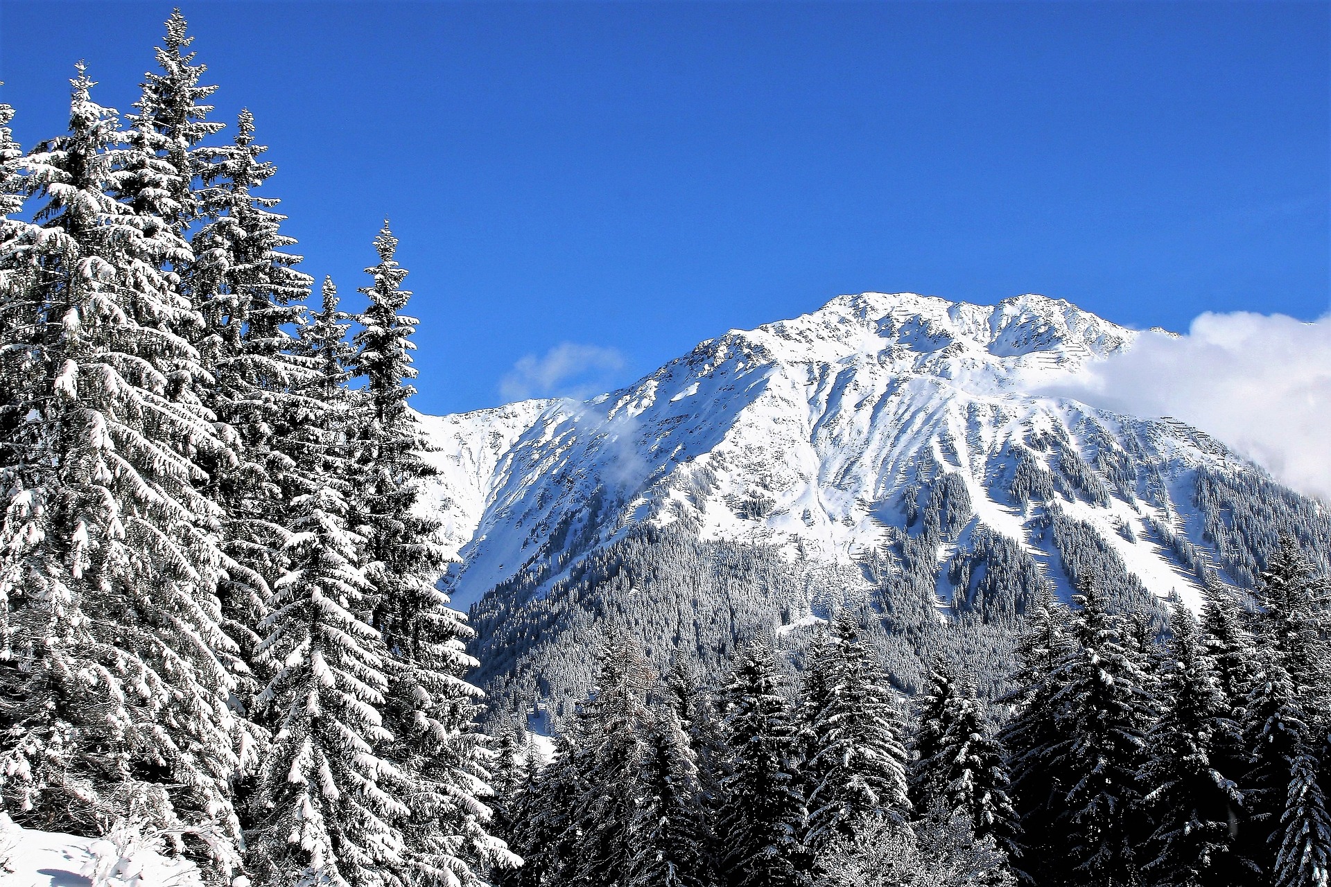 Таких фактів про ялинки ви точно не знали! Вчені пояснили, чому вони мають форму піраміди