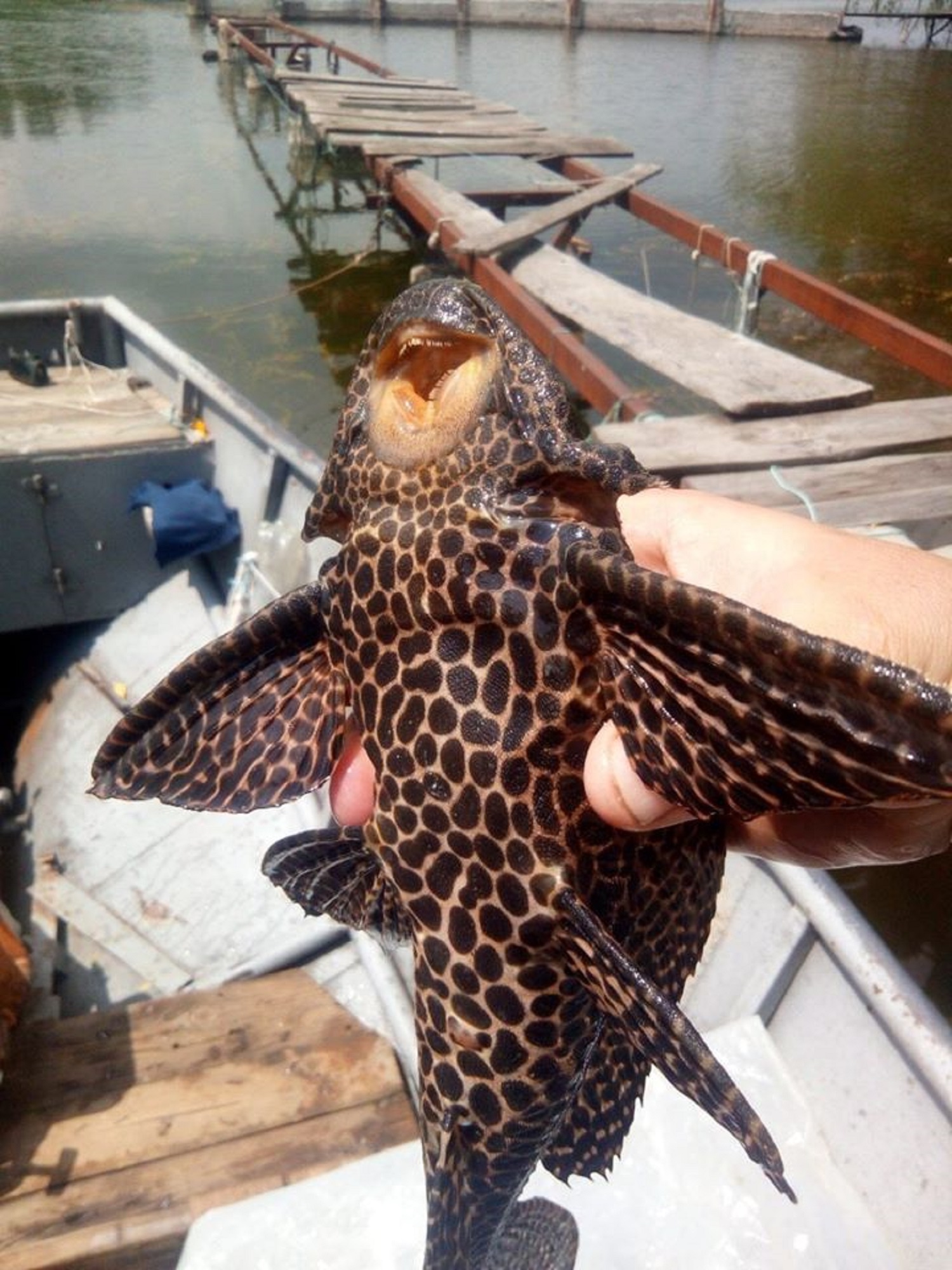 5 найдивніших риб, які можна зловити в Україні: де вони водяться і як виглядають