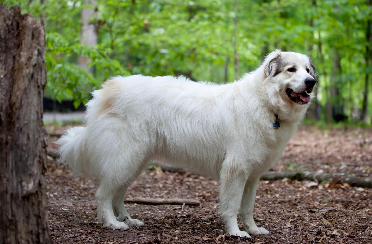 8 порід собак, у яких майже відсутній мисливський інстинкт