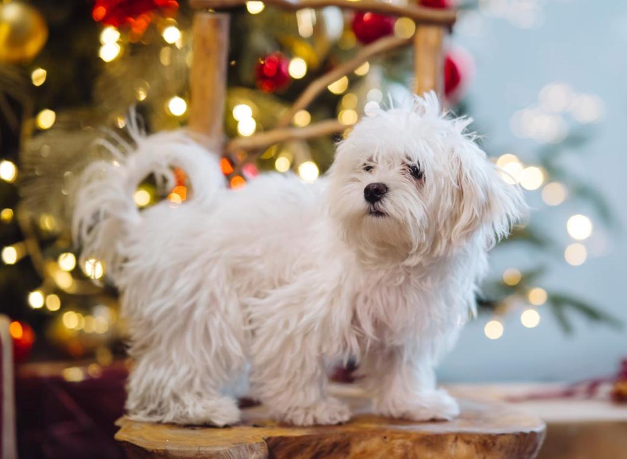 8 порід собак, у яких майже відсутній мисливський інстинкт