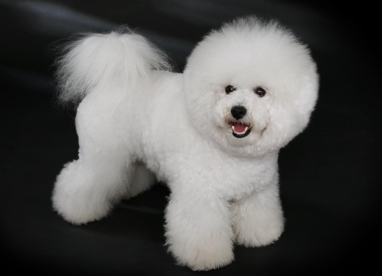 8 порід собак, у яких майже відсутній мисливський інстинкт