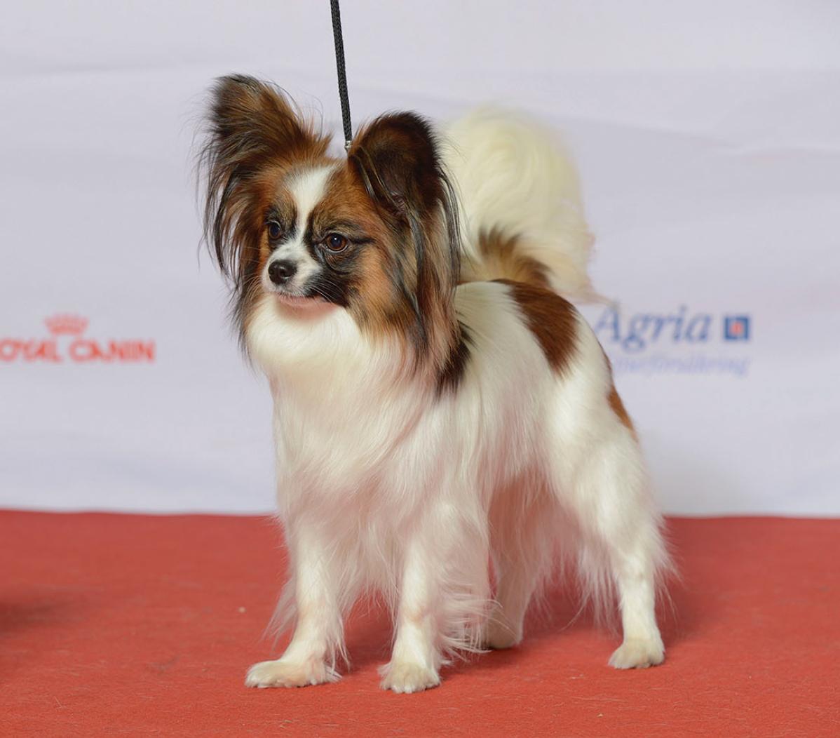 8 пород собак, у которых почти отсутствует охотничий инстинкт