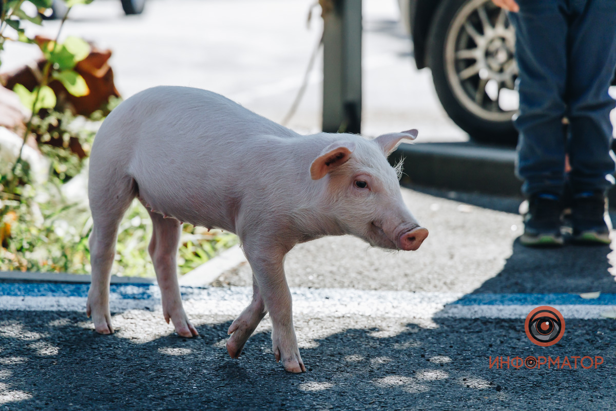 В центре Днепра американка выгуливала поросенка и теленка, которые живут с ней на съемной квартире (фото)