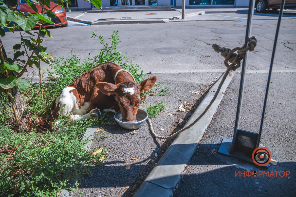 В центре Днепра американка выгуливала поросенка и теленка, которые живут с ней на съемной квартире (фото)