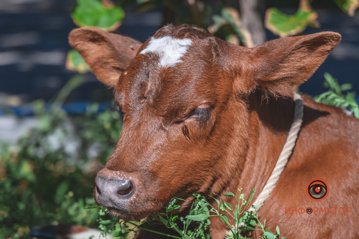 В центре Днепра американка выгуливала поросенка и теленка, которые живут с ней на съемной квартире (фото)
