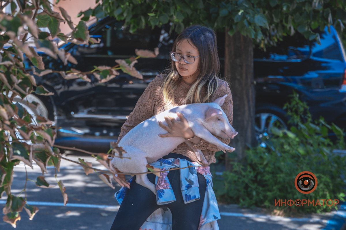 В центре Днепра американка выгуливала поросенка и теленка, которые живут с ней на съемной квартире (фото)