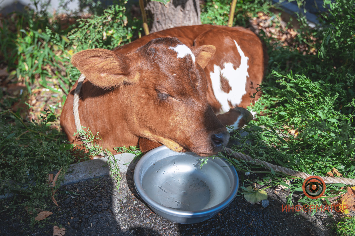 В центре Днепра американка выгуливала поросенка и теленка, которые живут с ней на съемной квартире (фото)