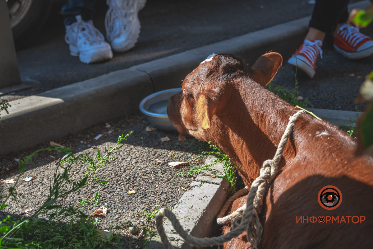 В центре Днепра американка выгуливала поросенка и теленка, которые живут с ней на съемной квартире (фото)