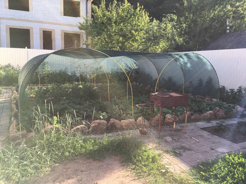 Как спасти свой огород в сильную жару: два важных совета от опытных фермеров