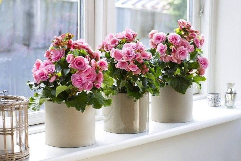 Эти комнатные растения будут цвести круглый год: что можно поставить дома