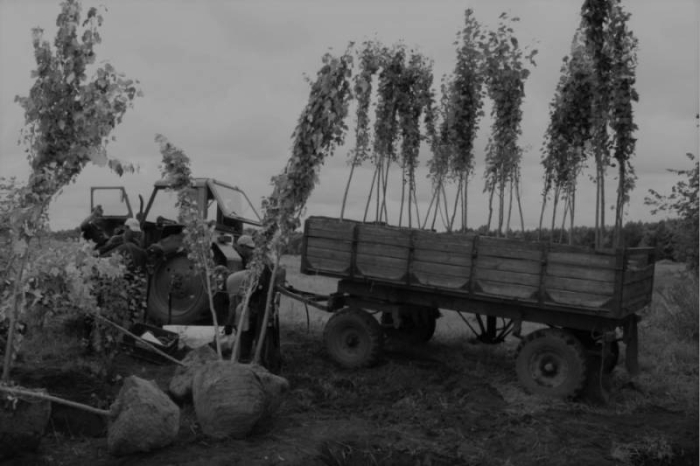 Почему в СССР садили тополя в каждом дворе: на это есть четыре причины