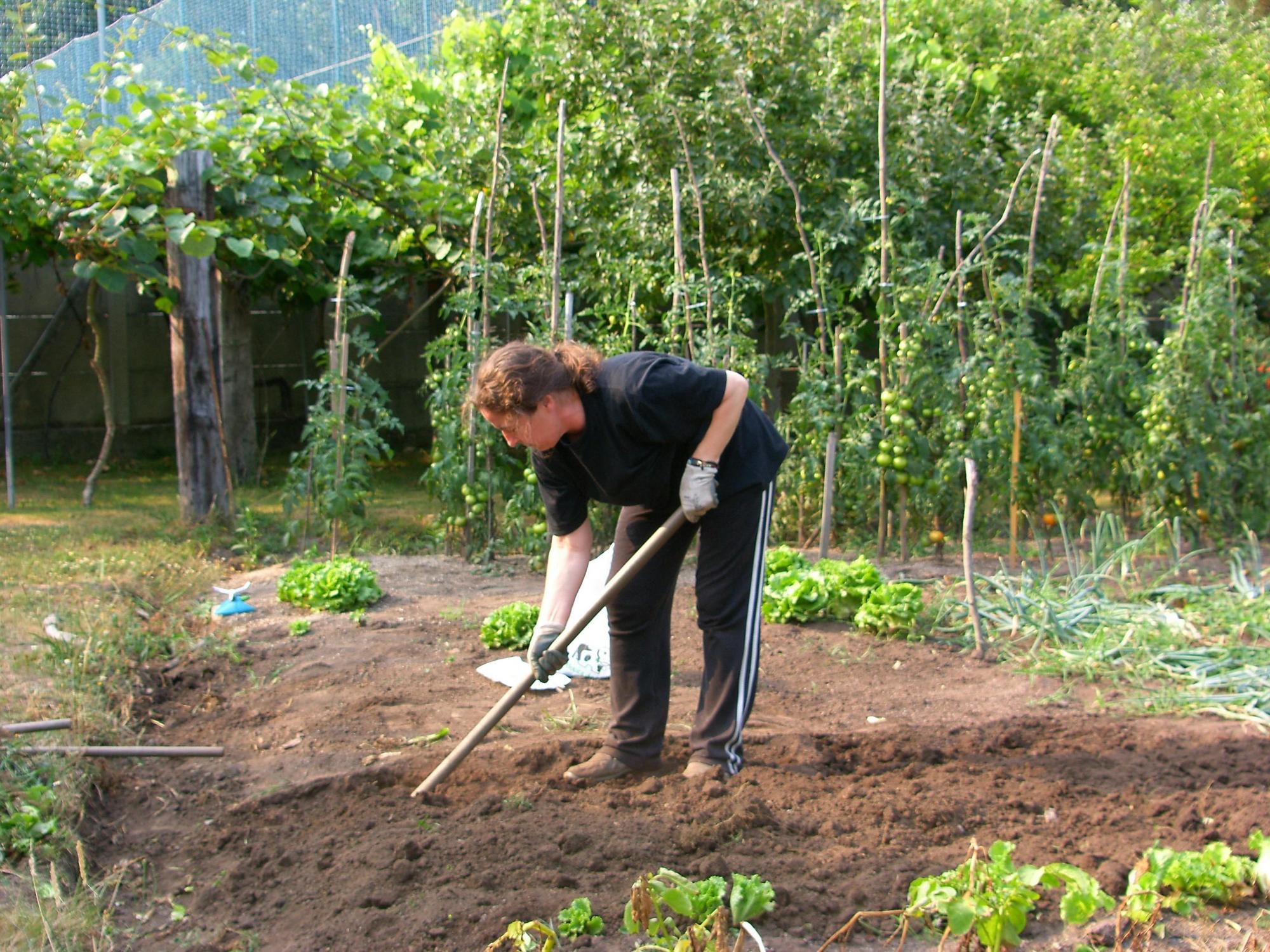 Якщо урожай не радує. 10 головних помилок на городі