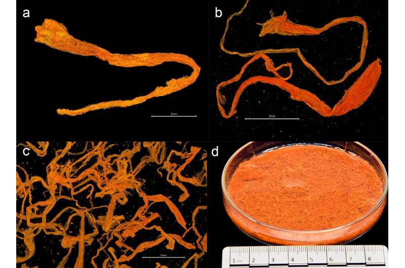 Археологи знайшли скарб датського короля на затонулому скандинавському кораблі: що там було