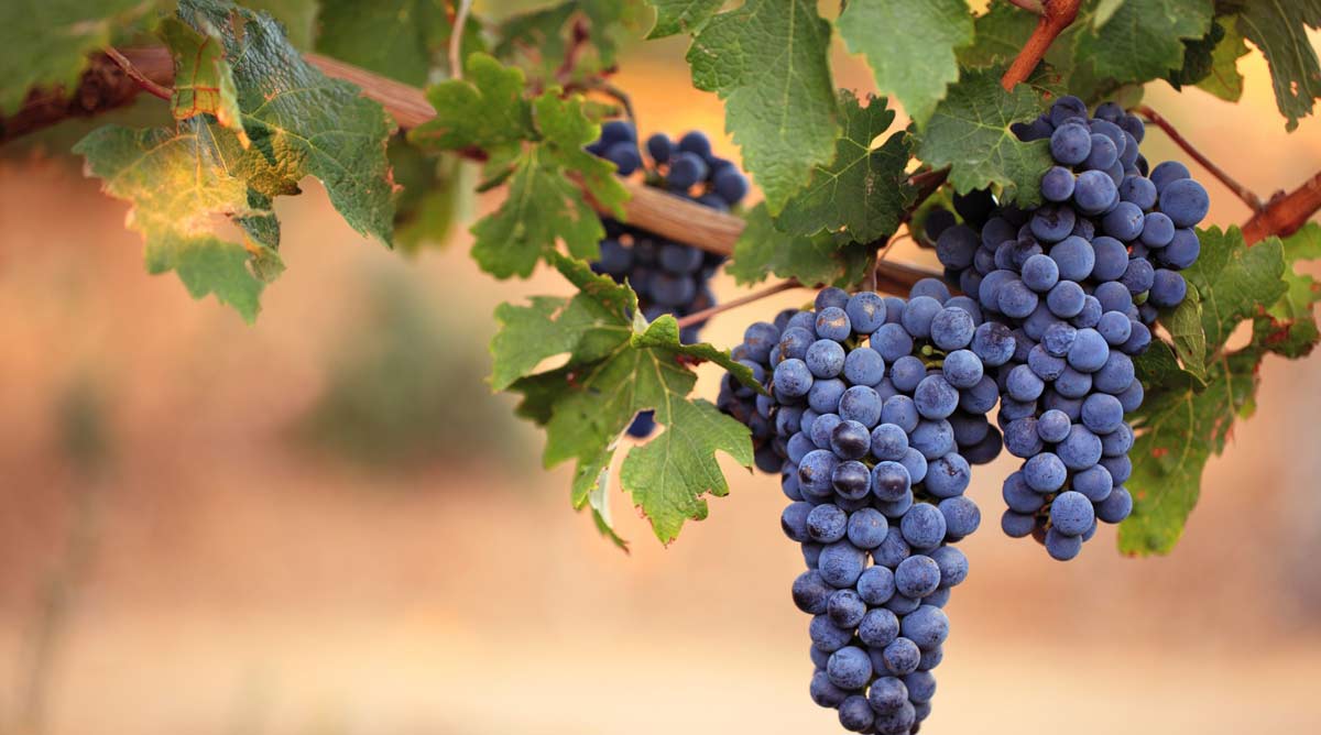 4 садові рослини, які можуть пошкодити ваш будинок: дивіться список (фото)