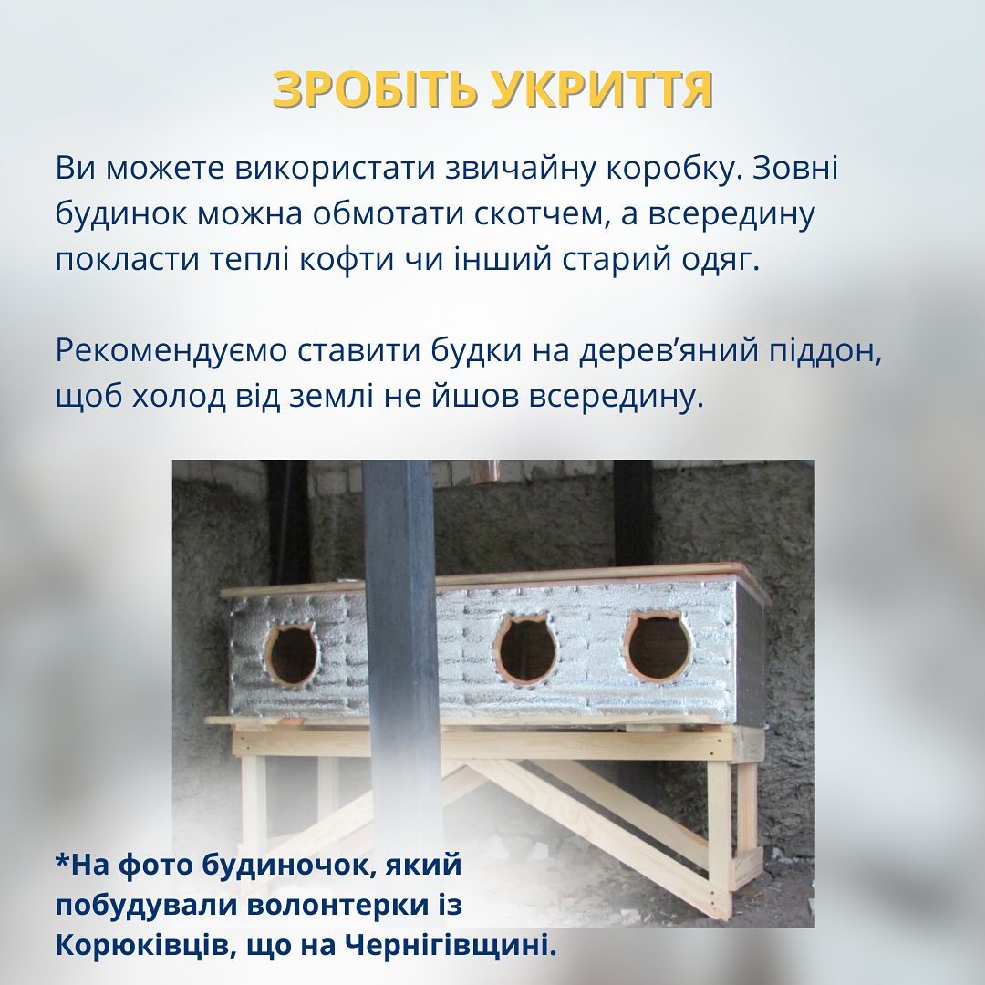 Як допомогти безпритульним тваринам у мороз: це може зробити кожен