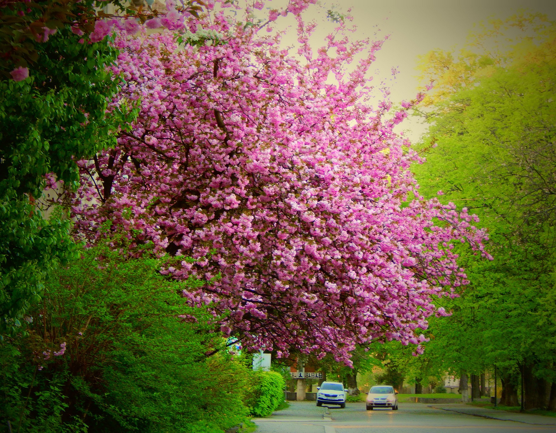 Весняний настрій. Куди поїхати милуватися квітами в Україні на вікенд