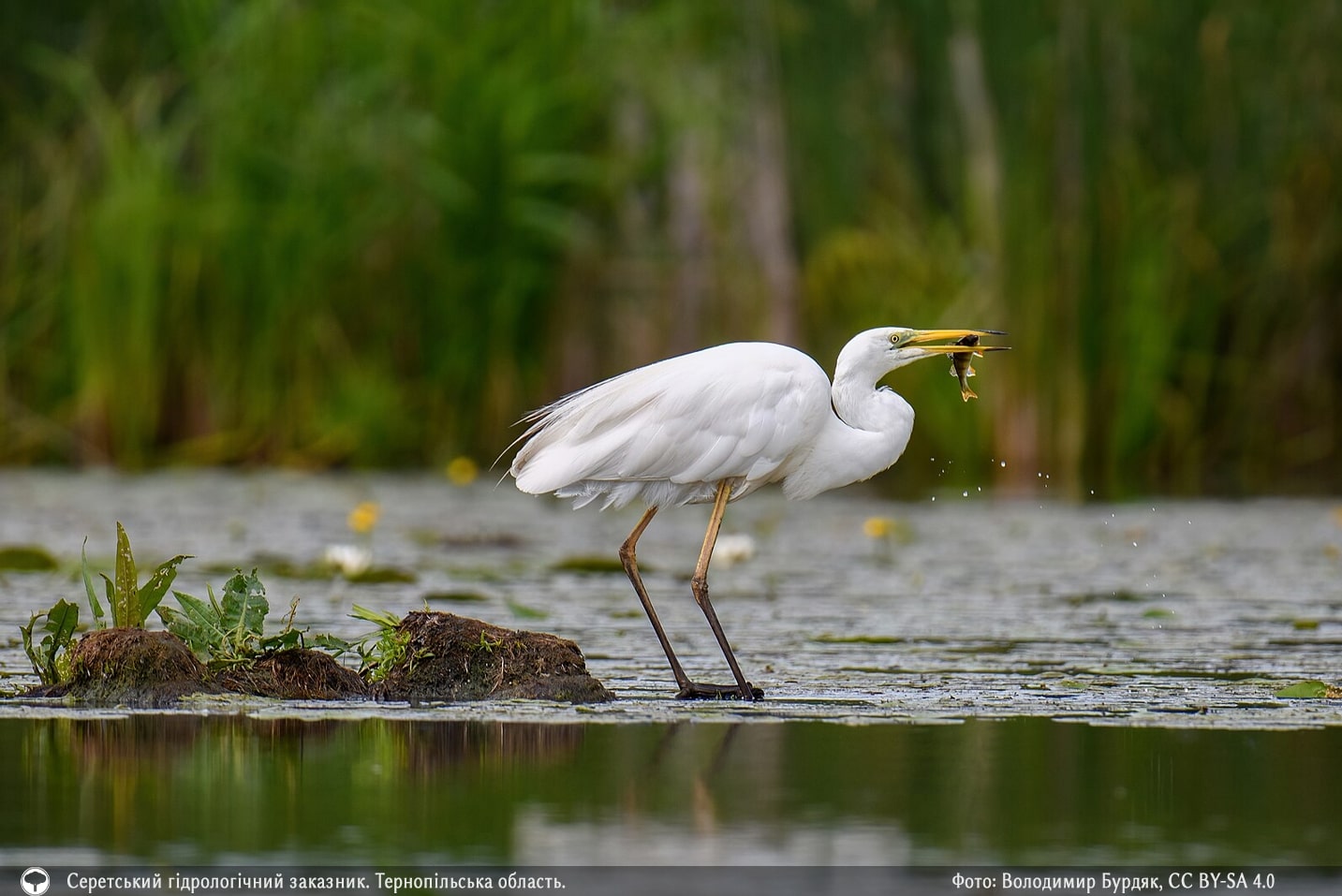 Представили 10 накрасивіших фото природи зі всієї України. Це просто неймовірно