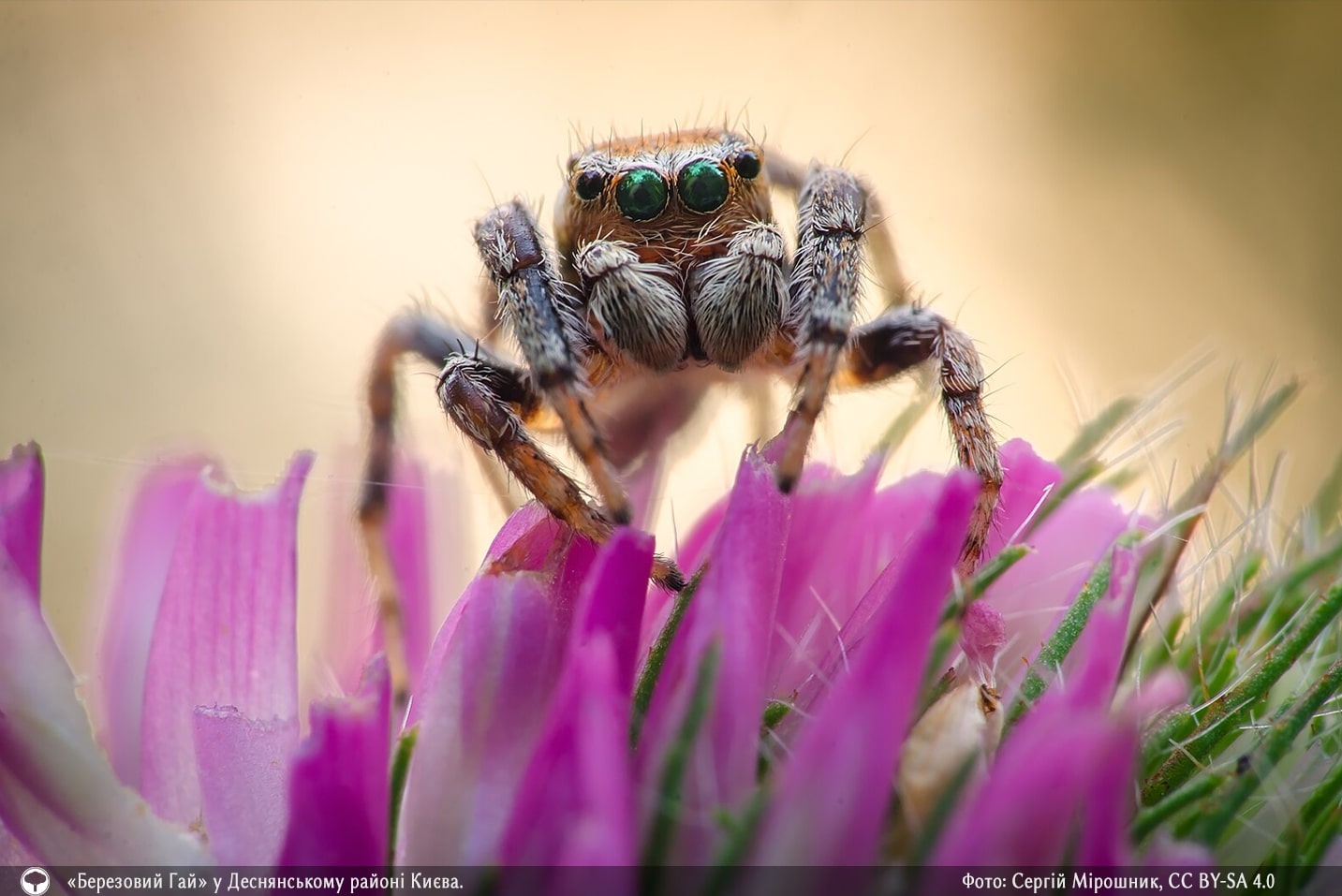 Представили 10 накрасивіших фото природи зі всієї України. Це просто неймовірно