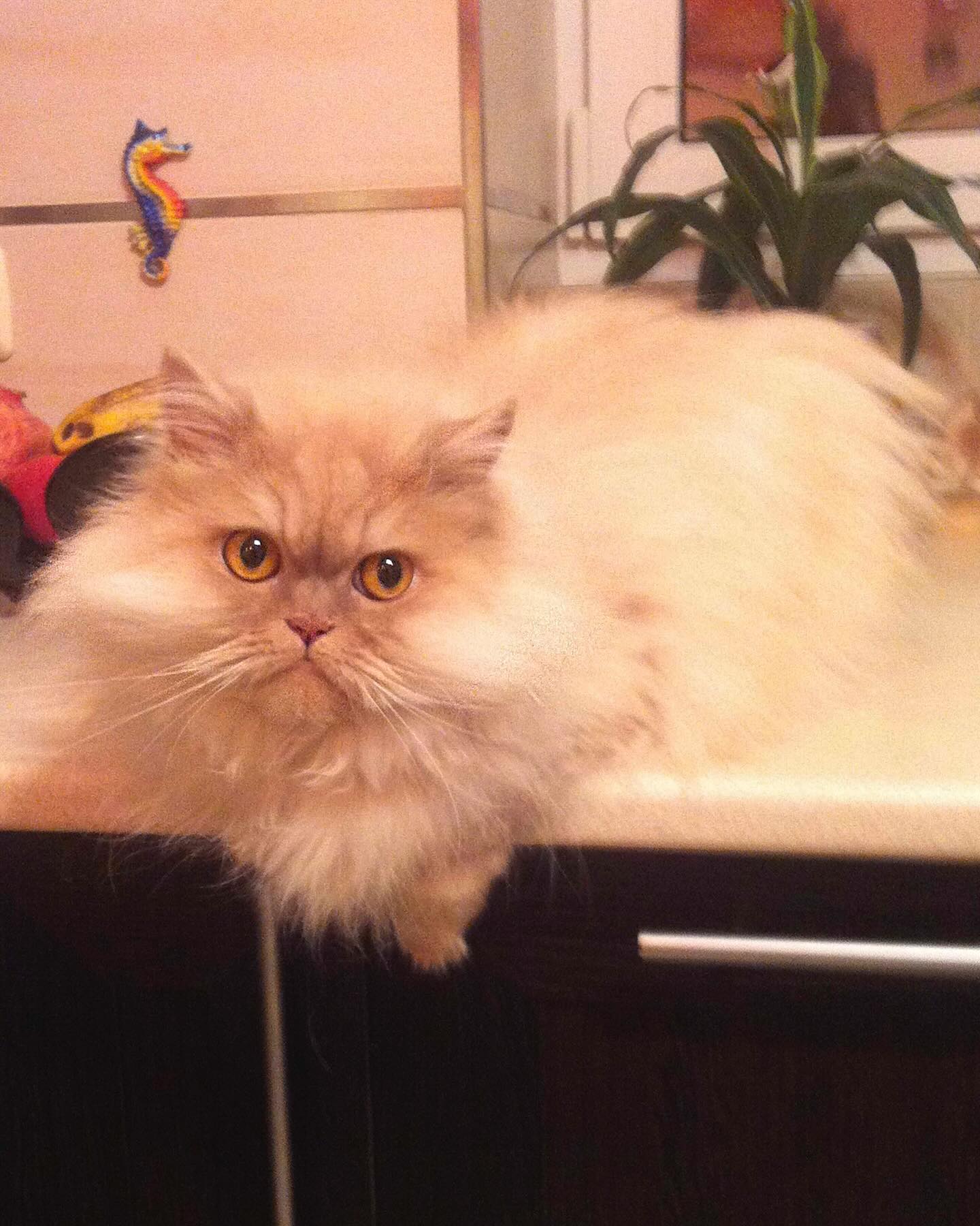 Віталій Козловський розповів про важку особисту втрату: "ти передала мене в надійні руки"